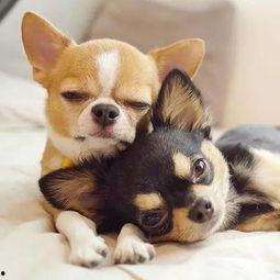 娱乐吃瓜酱女生养的狗,揭秘娱乐吃瓜酱女生的心头爱宠